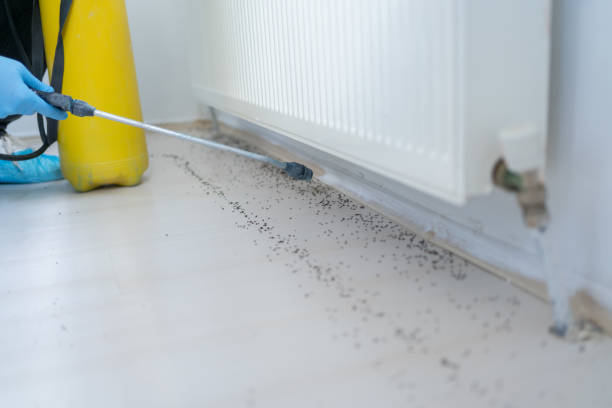 Best Wasp Removal Services  in Shenandoah, IA